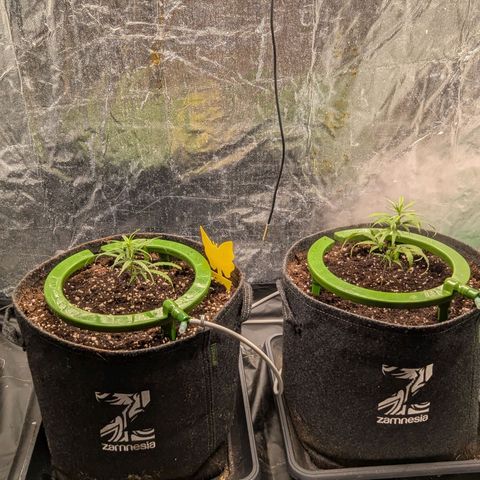 Bruce Banner growlog timeline photo