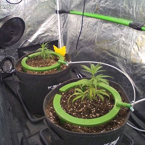 Bruce Banner growlog timeline photo