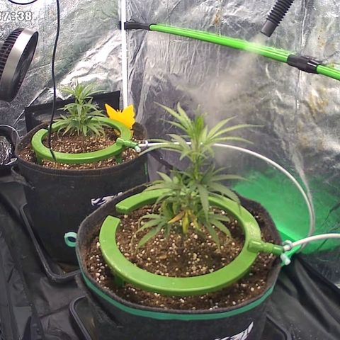 Bruce Banner growlog timeline photo