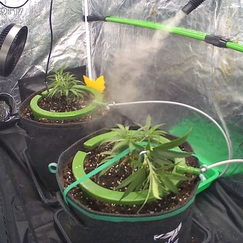Bruce Banner growlog photo: Begin Training