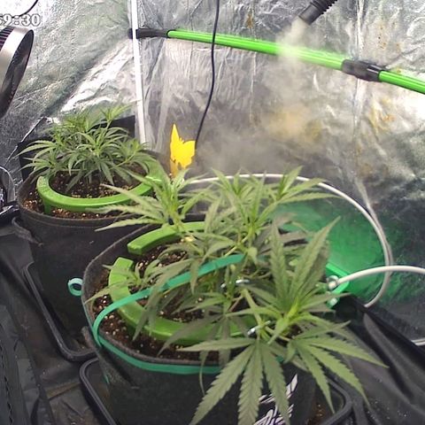 Bruce Banner growlog photo: Before Training