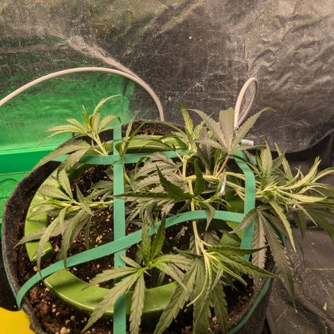 Bruce Banner growlog photo: After Training