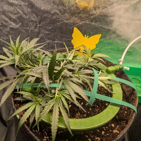 Bruce Banner growlog photo: After Training