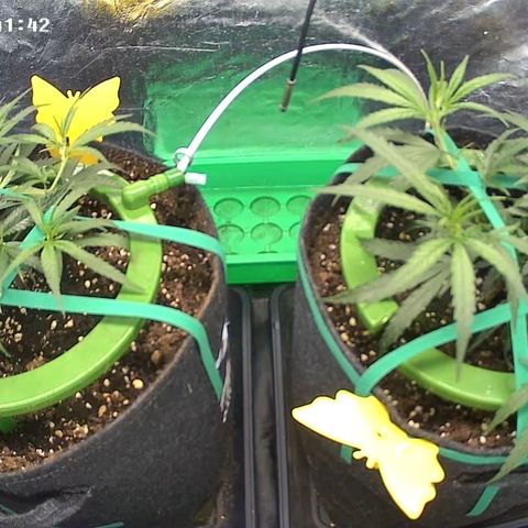 Bruce Banner growlog timeline photo