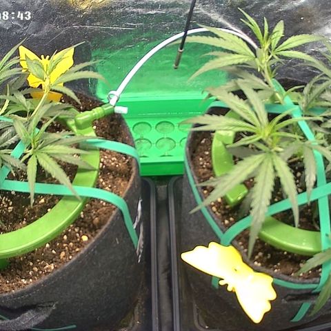 Bruce Banner growlog timeline photo