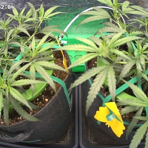 Bruce Banner growlog timeline photo