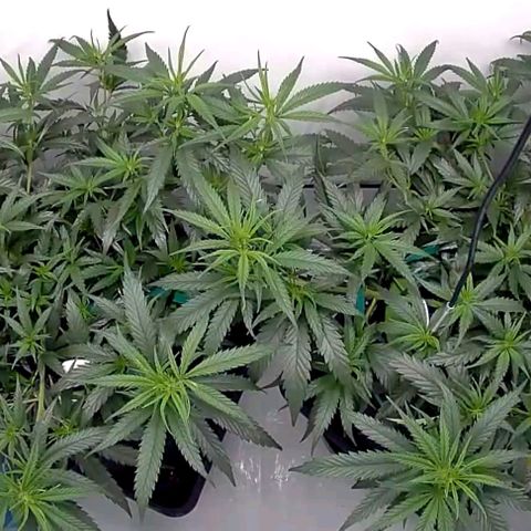 Bruce Banner growlog timeline photo