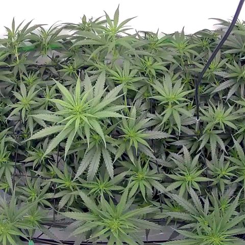 Bruce Banner growlog timeline photo