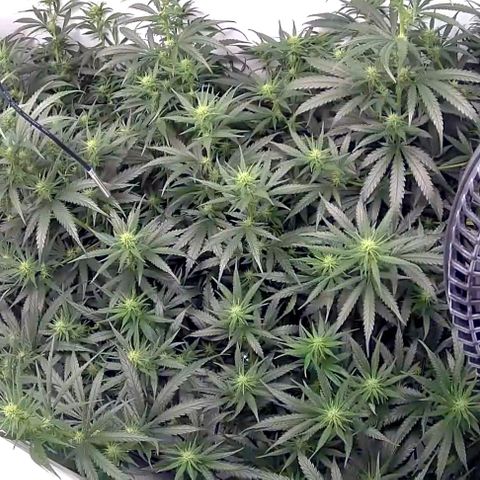 Bruce Banner growlog timeline photo