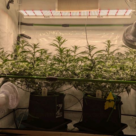 Bruce Banner growlog timeline photo