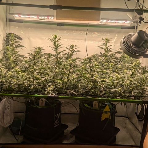 Bruce Banner growlog timeline photo