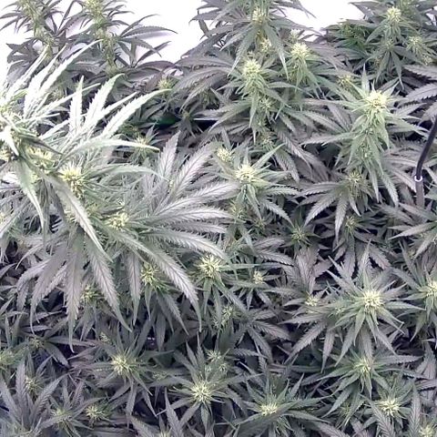 Bruce Banner growlog timeline photo