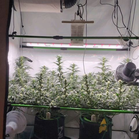 Bruce Banner growlog timeline photo