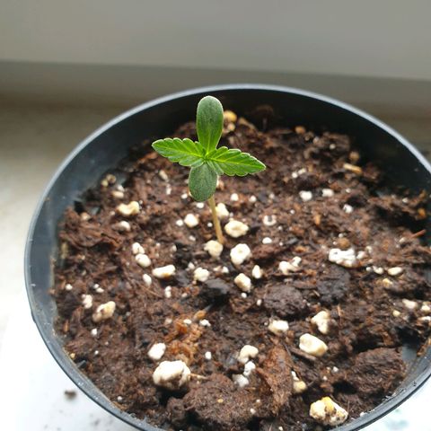 Die Andere growlog timeline photo