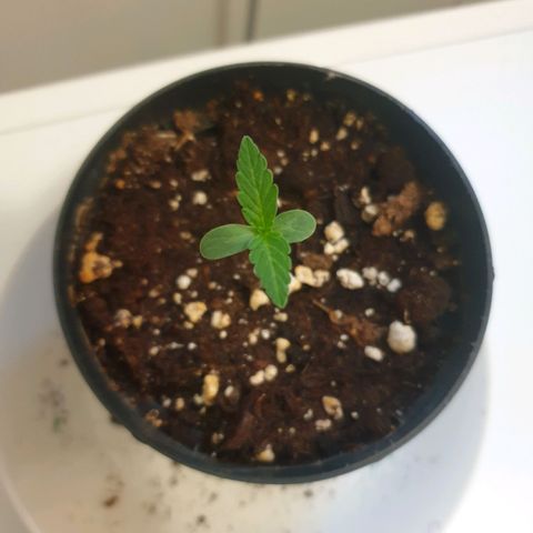 Die Andere growlog timeline photo