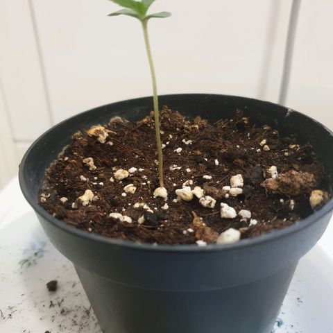 Die Andere growlog timeline photo