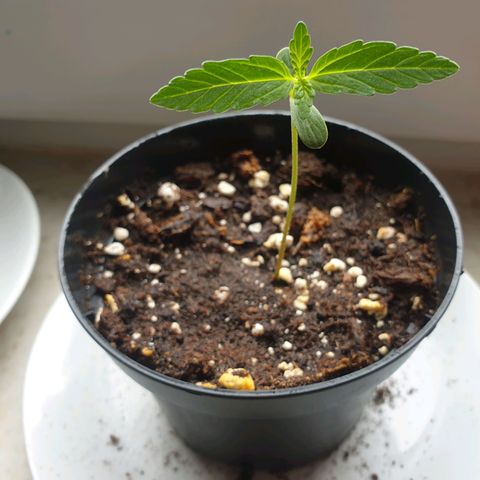 Die Andere growlog timeline photo
