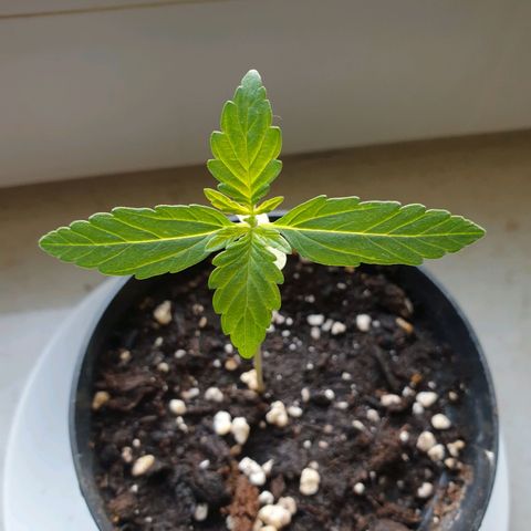 Die Andere growlog timeline photo