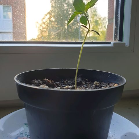 Die Andere growlog timeline photo