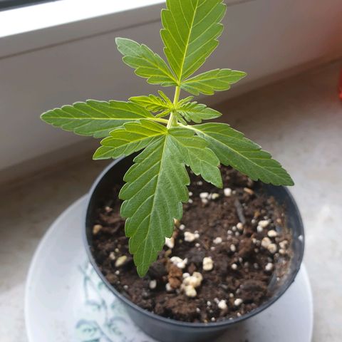 Die Andere growlog timeline photo