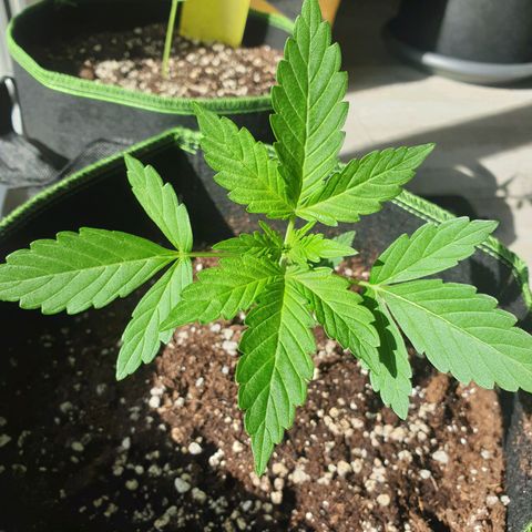 Die Andere growlog timeline photo