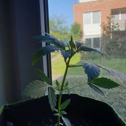 Die Andere growlog timeline photo