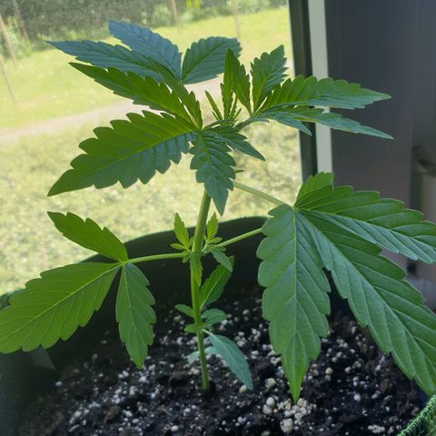 Die Andere growlog timeline photo