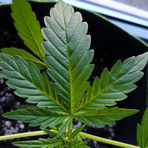 Die Andere growlog timeline photo