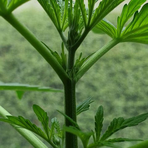 Die Andere growlog timeline photo