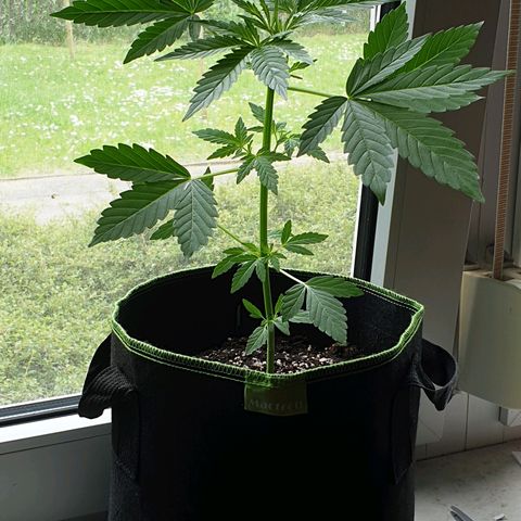 Die Andere growlog timeline photo