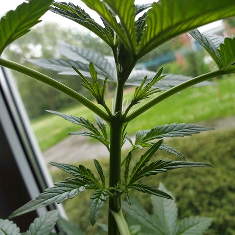 Die Andere growlog timeline photo