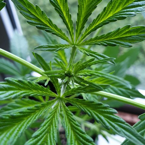 Die Andere growlog timeline photo