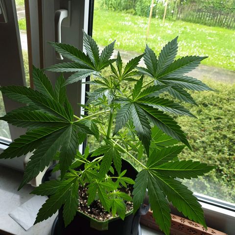 Die Andere growlog timeline photo