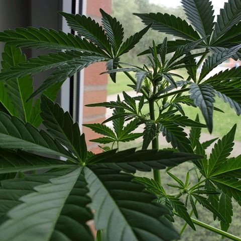 Die Andere growlog timeline photo