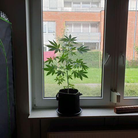 Die Andere growlog timeline photo