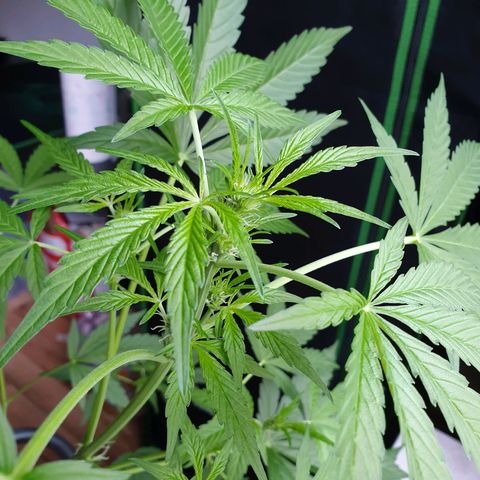 Die Andere growlog timeline photo