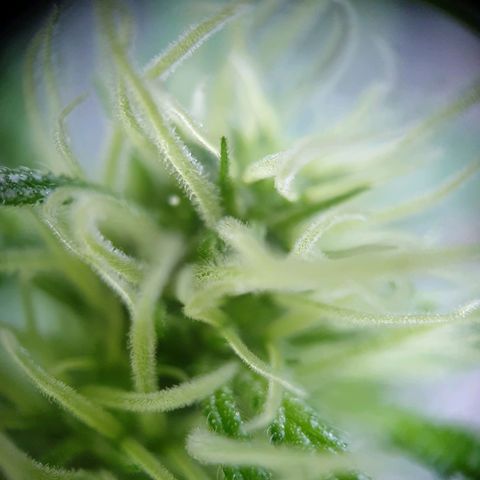 Die Andere growlog timeline photo