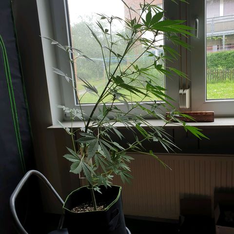 Die Andere growlog timeline photo