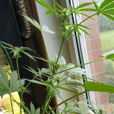 Die Andere growlog timeline photo