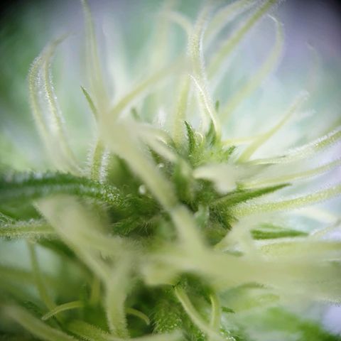Die Andere growlog timeline photo