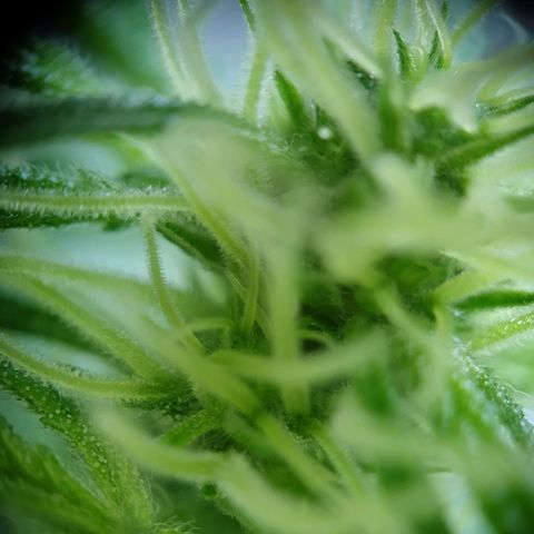 Die Andere growlog timeline photo