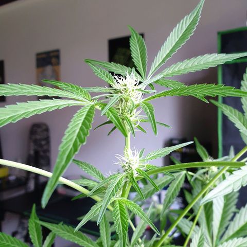 Die Andere growlog timeline photo