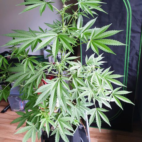 Die Andere growlog timeline photo