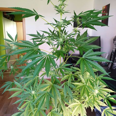 Die Andere growlog timeline photo