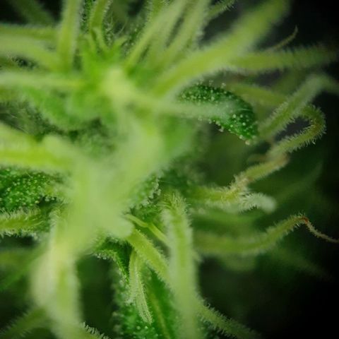 Die Andere growlog timeline photo