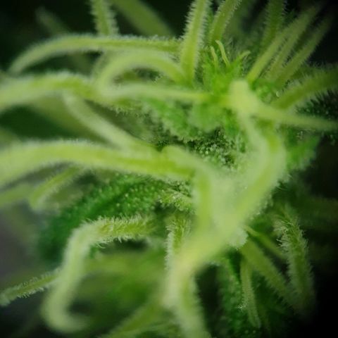 Die Andere growlog timeline photo
