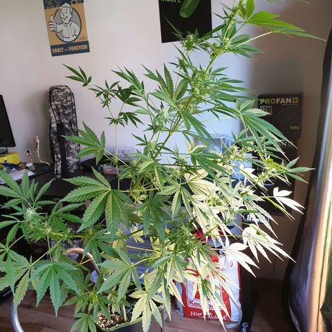 Die Andere growlog timeline photo