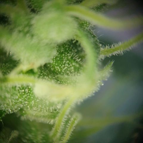 Die Andere growlog timeline photo