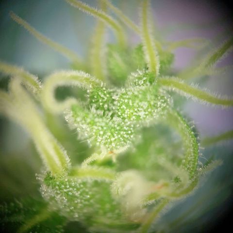 Die Andere growlog timeline photo
