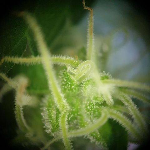 Die Andere growlog timeline photo